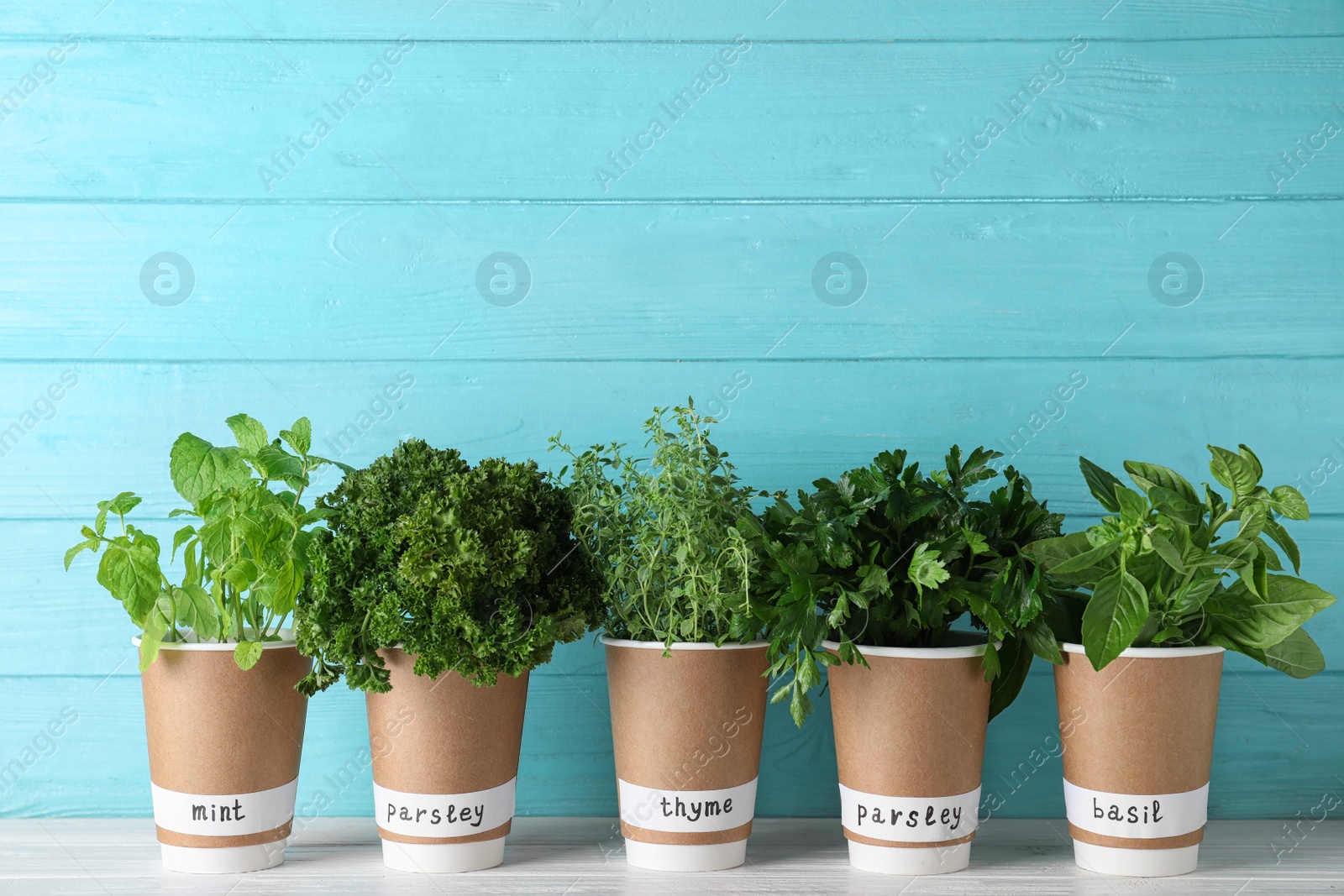 Photo of Seedlings of different aromatic herbs in paper cups with name labels on white wooden table
