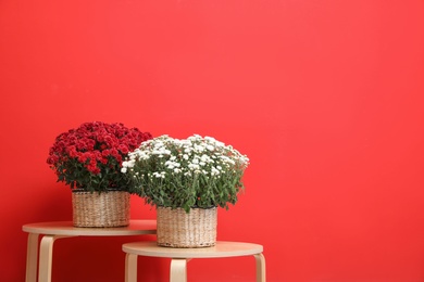 Photo of Pots with beautiful chrysanthemum flowers on wooden tables against red background. Space for text