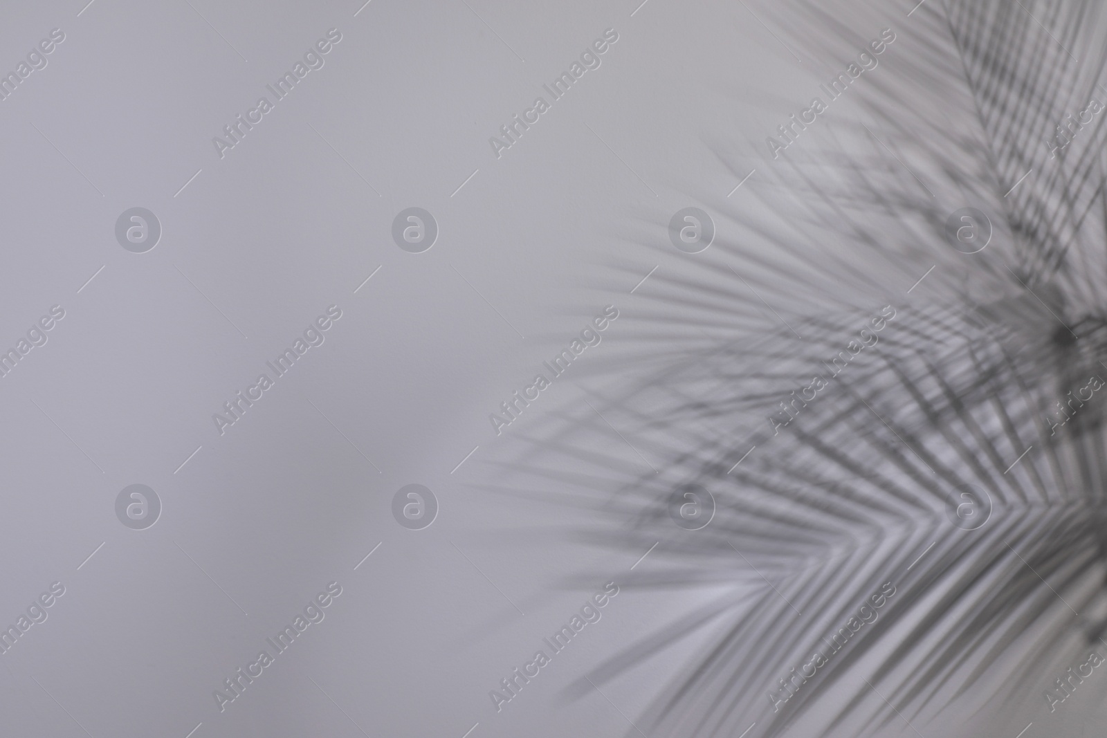 Photo of Shadows of tropical palm branches on white wall. Space for text