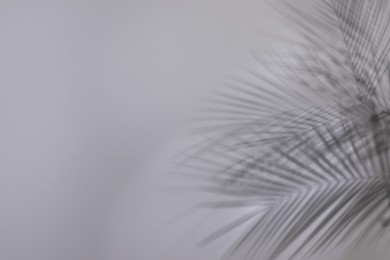 Photo of Shadows of tropical palm branches on white wall. Space for text