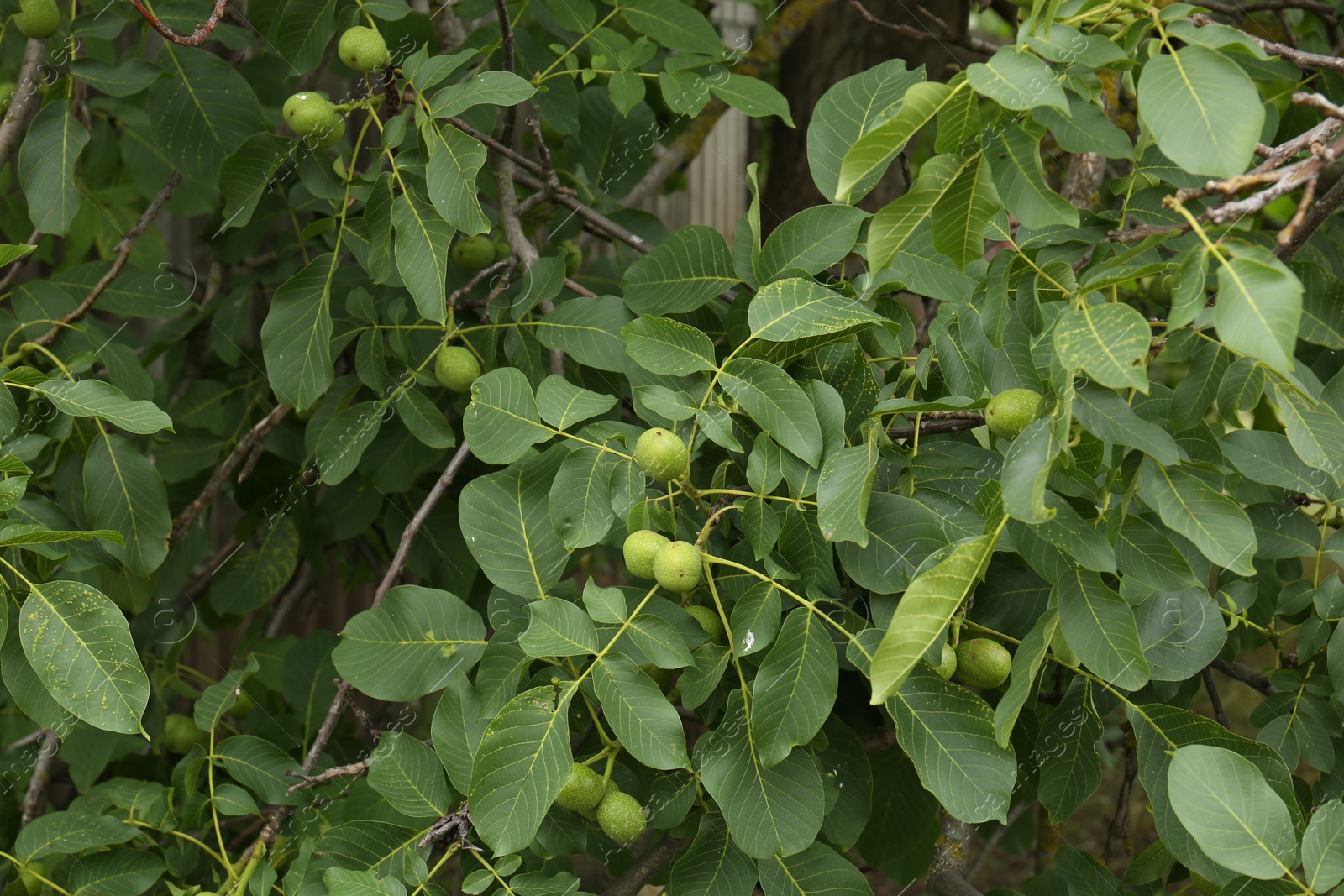 Photo of Green unripe walnuts on tree branches outdoors