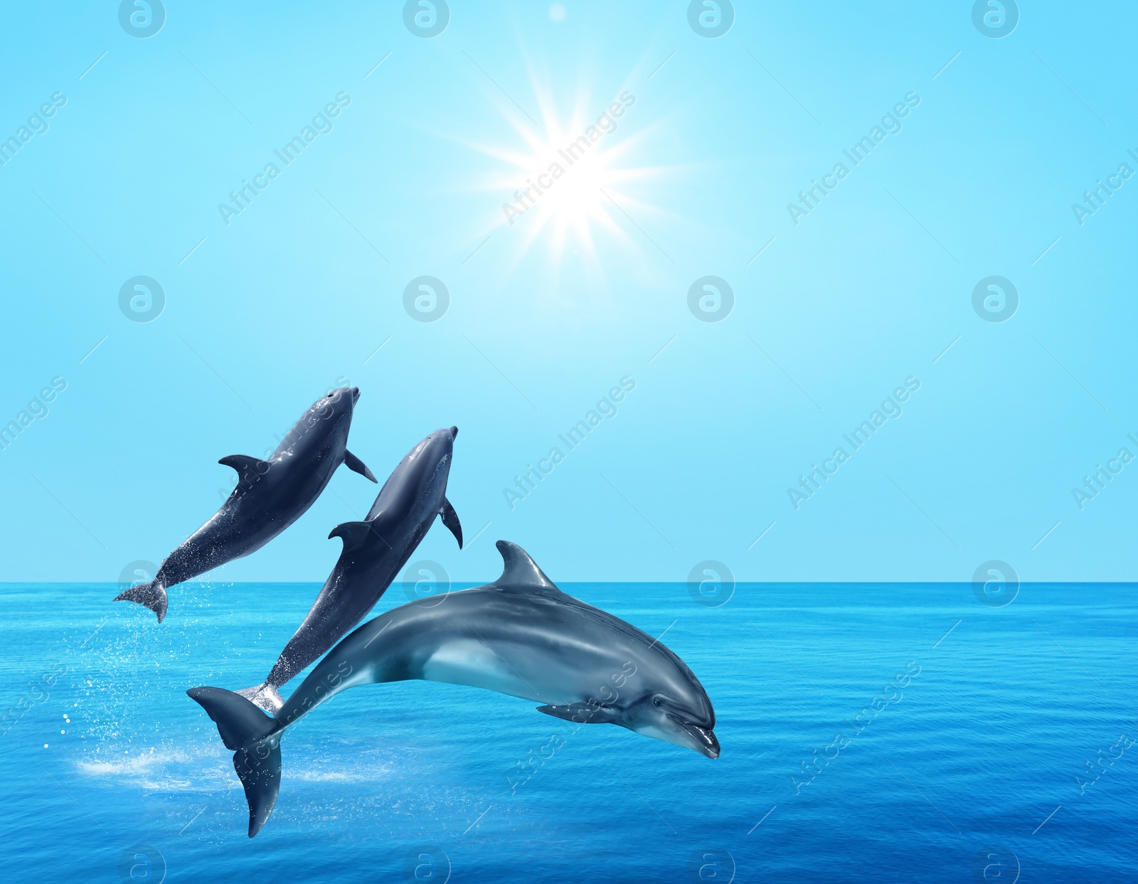 Image of Beautiful bottlenose dolphins jumping out of sea with clear blue water on sunny day 