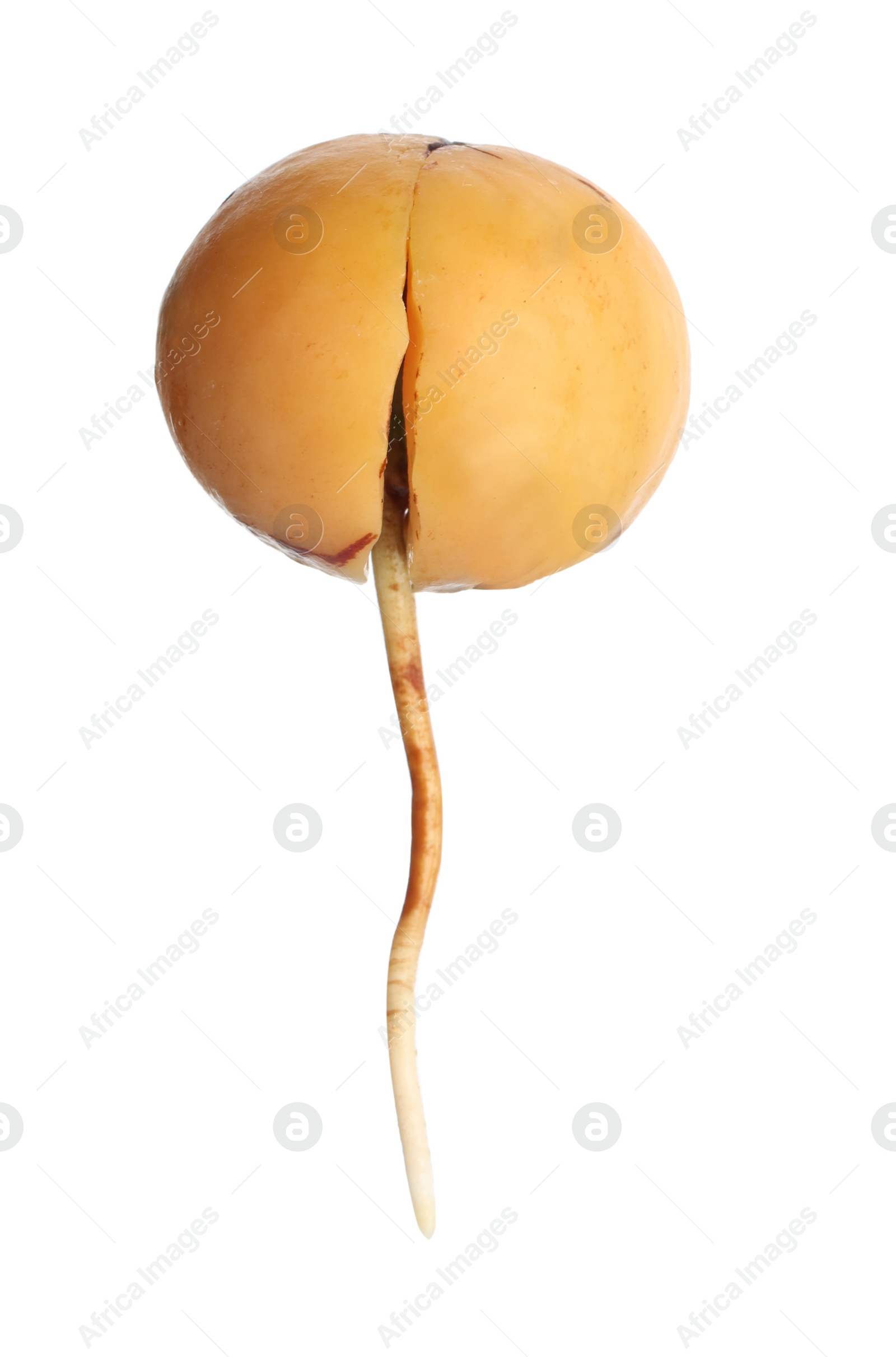 Photo of Avocado pit with root on white background