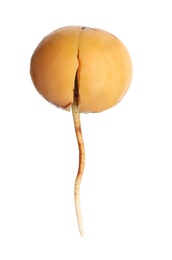 Avocado pit with root on white background