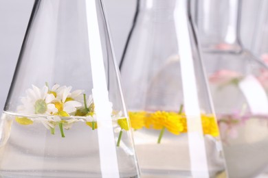 Photo of Laboratory glassware with different flowers, closeup. Essential oil extraction