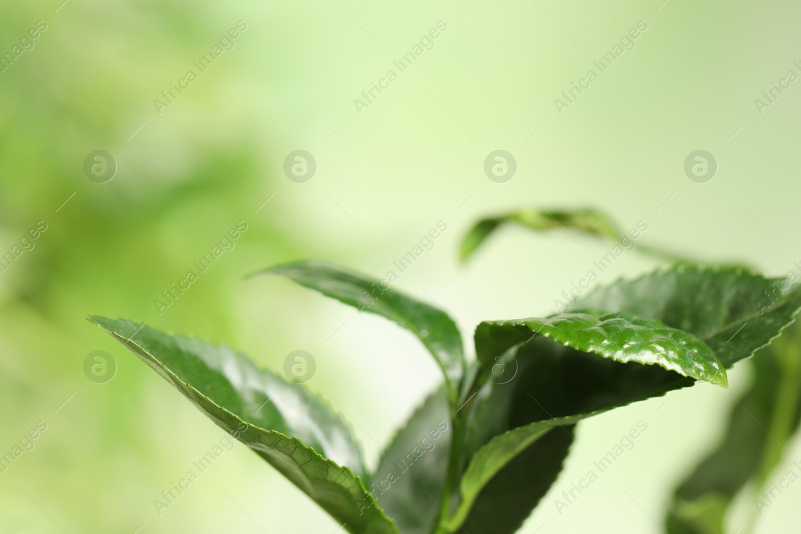 Photo of Green leaves of tea plant on blurred background, closeup. Space for text