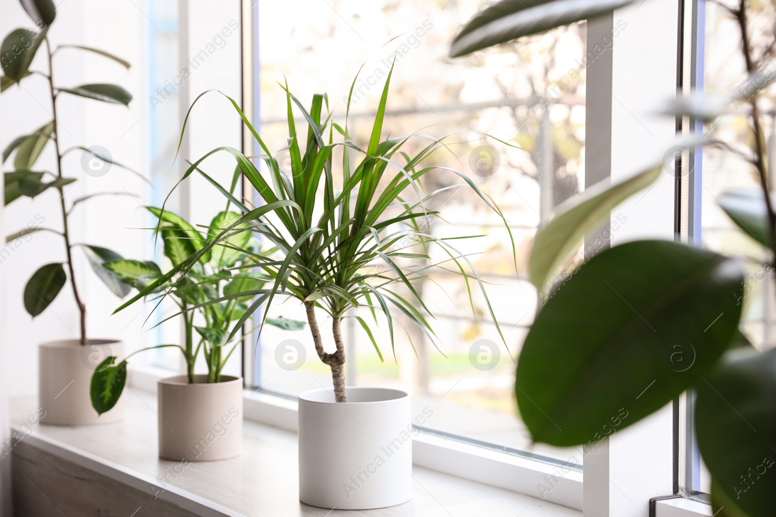 Photo of Different potted plants near window at home