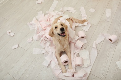 Photo of Cute dog playing with toilet paper in bathroom at home