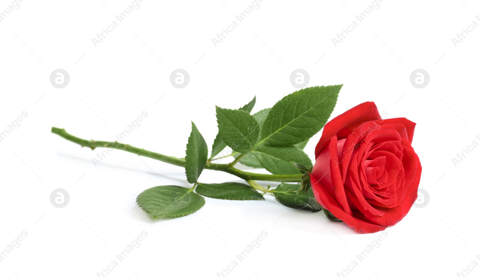 Photo of Beautiful red rose flower on white background