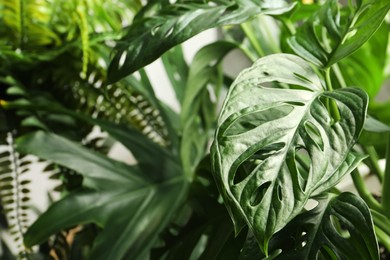 Photo of Monstera with lush leaves, closeup. Tropical plant