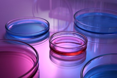 Photo of Petri dishes with samples on table, toned in pink and blue