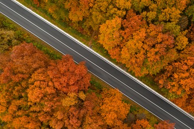 Image of Aerial view of road going through beautiful autumn forest