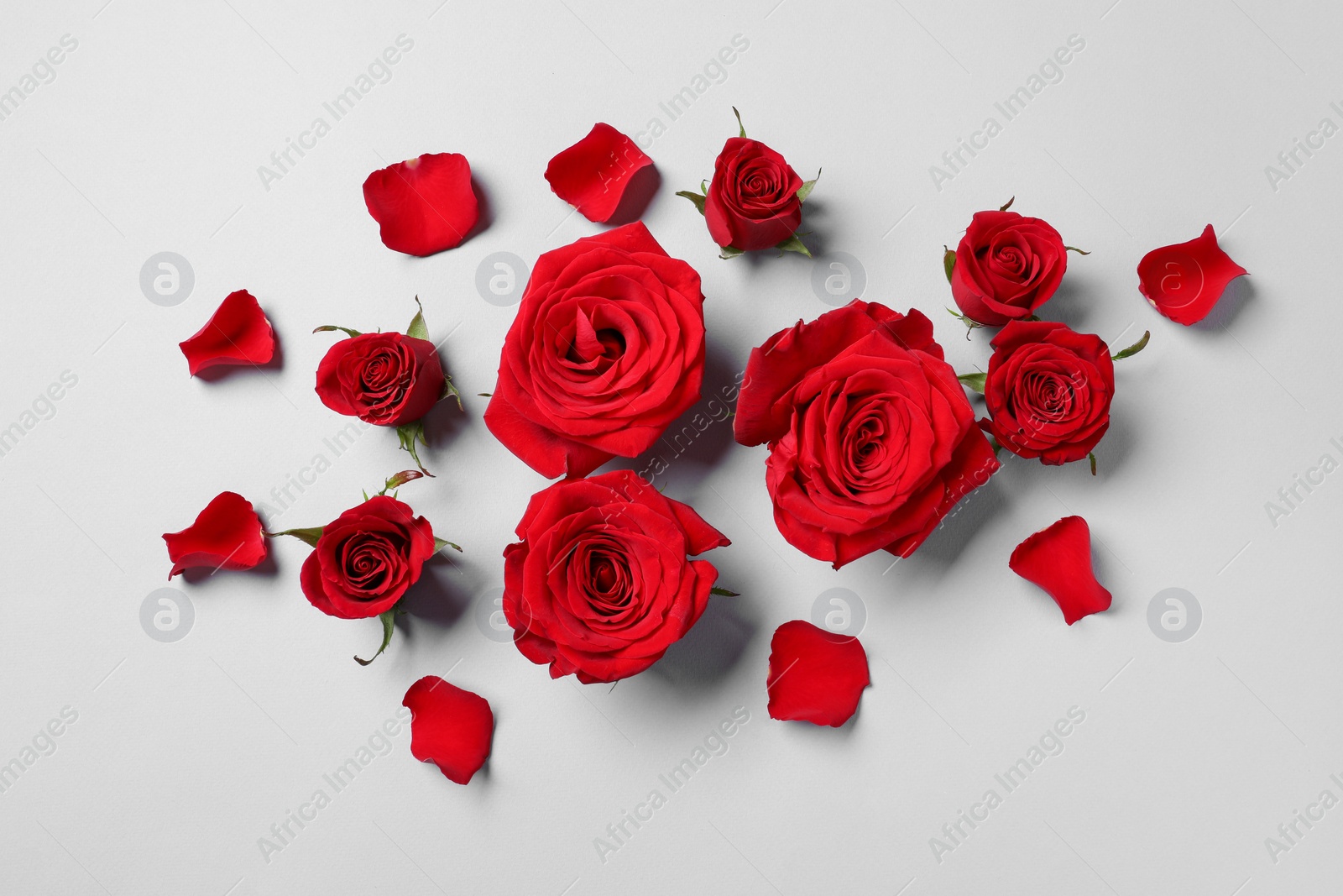 Photo of Beautiful red roses and petals on grey background, flat lay
