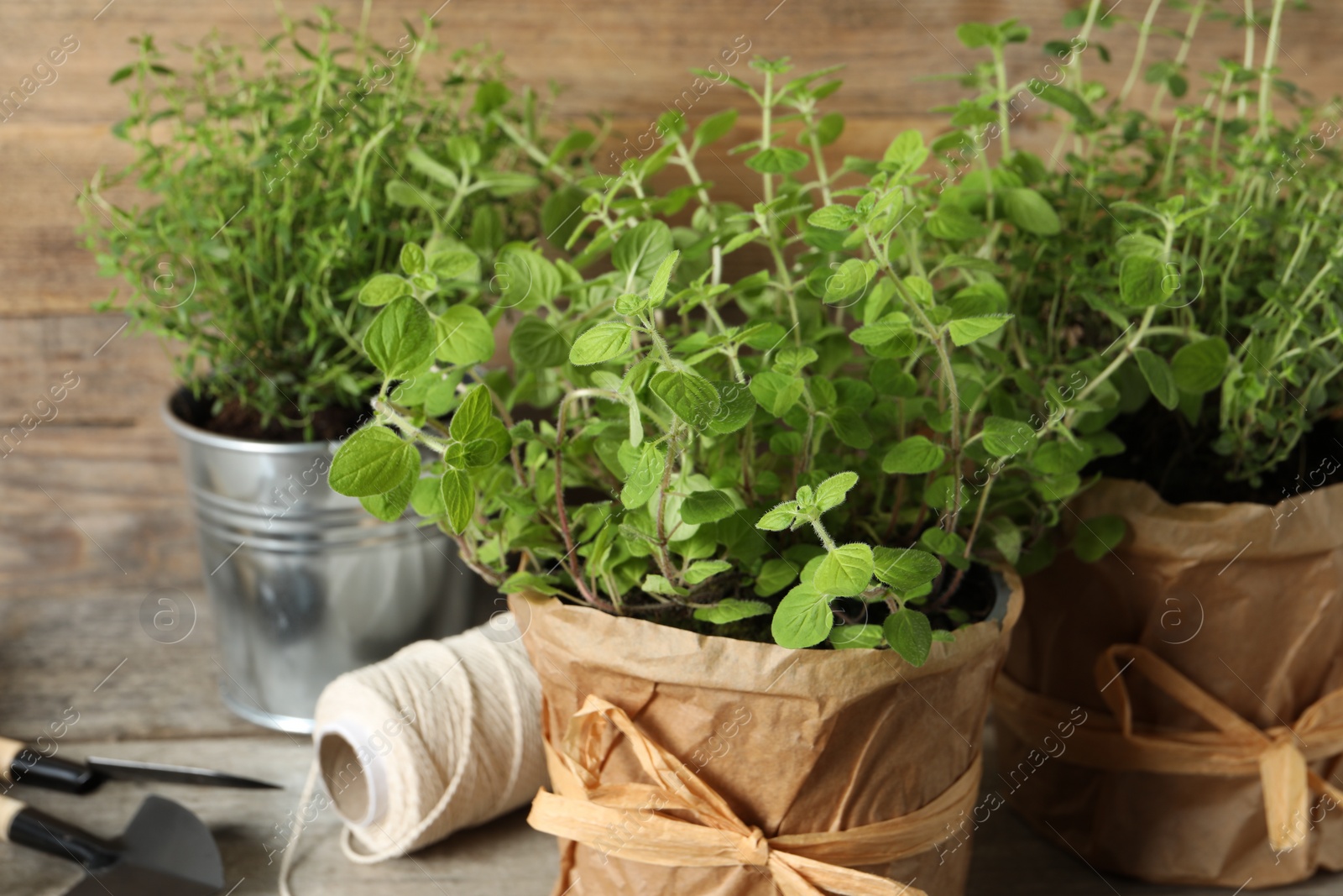 Photo of Different aromatic potted herbs on table, closeup