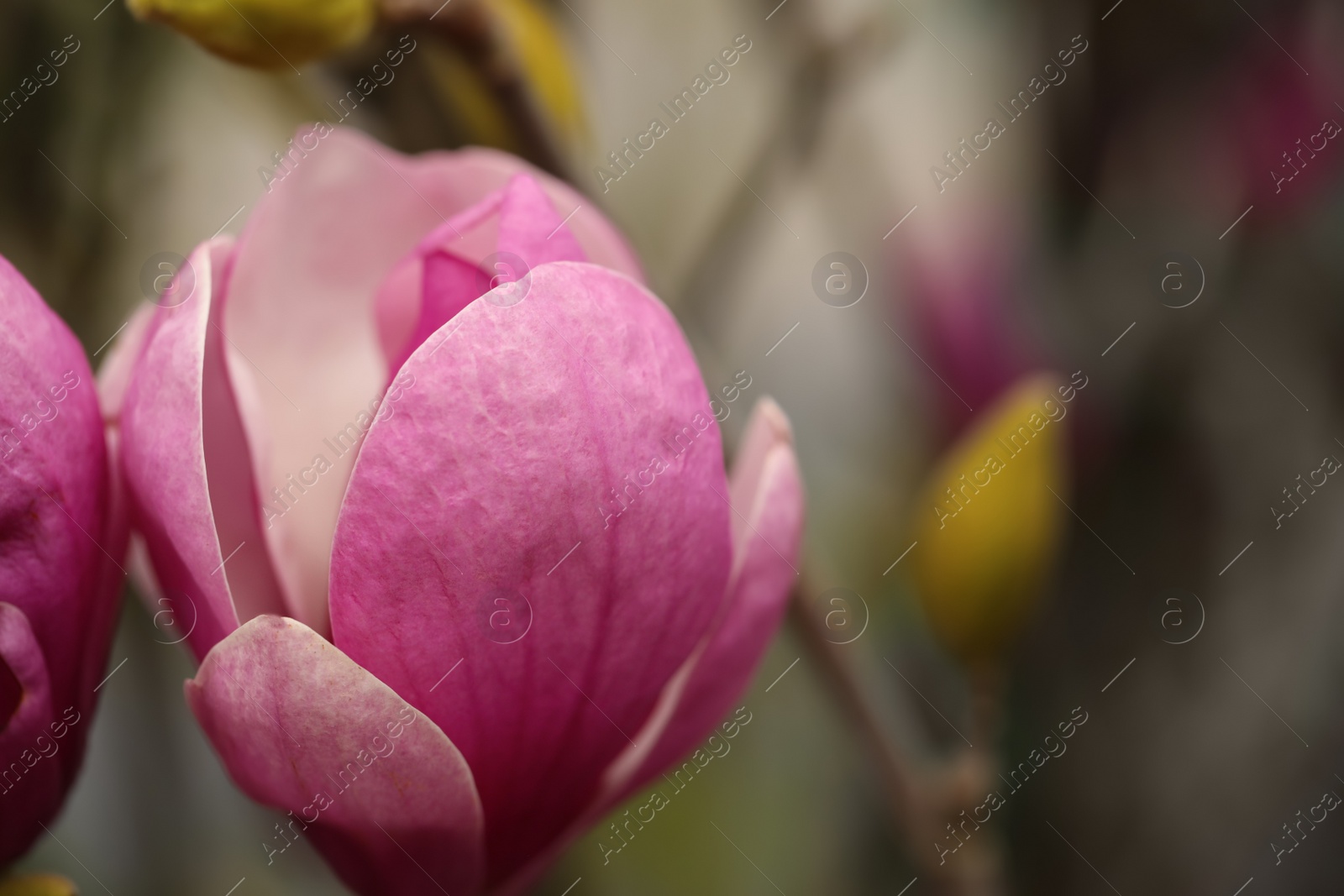 Photo of Beautiful blooming flower of magnolia tree on blurred background, closeup. Space for text