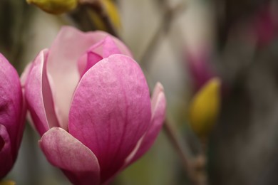 Photo of Beautiful blooming flower of magnolia tree on blurred background, closeup. Space for text