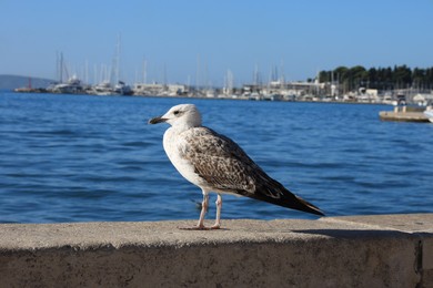 Photo of Beautiful seagull on stone surface near calm sea outdoors
