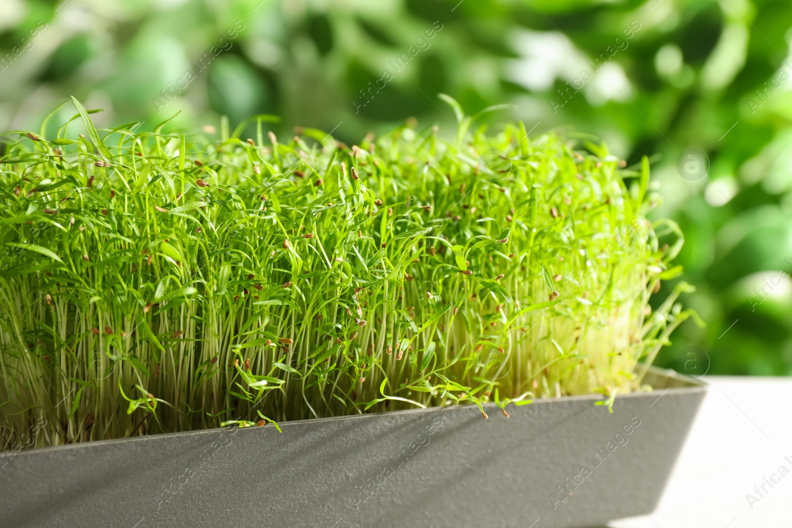 Photo of Fresh organic microgreen in pot, closeup view