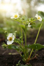 Photo of Beautiful strawberry plant with white flowers growing in garden, closeup