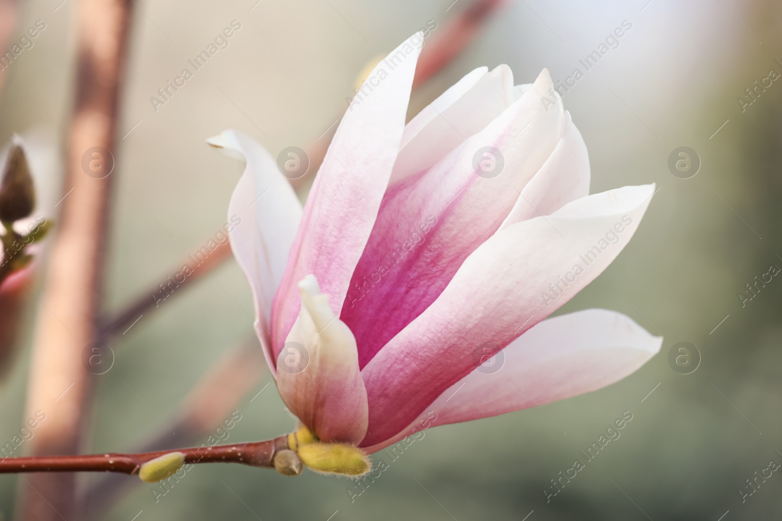 Photo of Beautiful Magnolia flower on tree branch outdoors, closeup