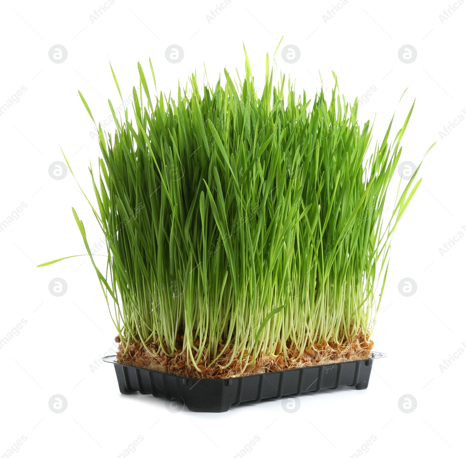 Photo of Fresh green wheat grass in container on white background