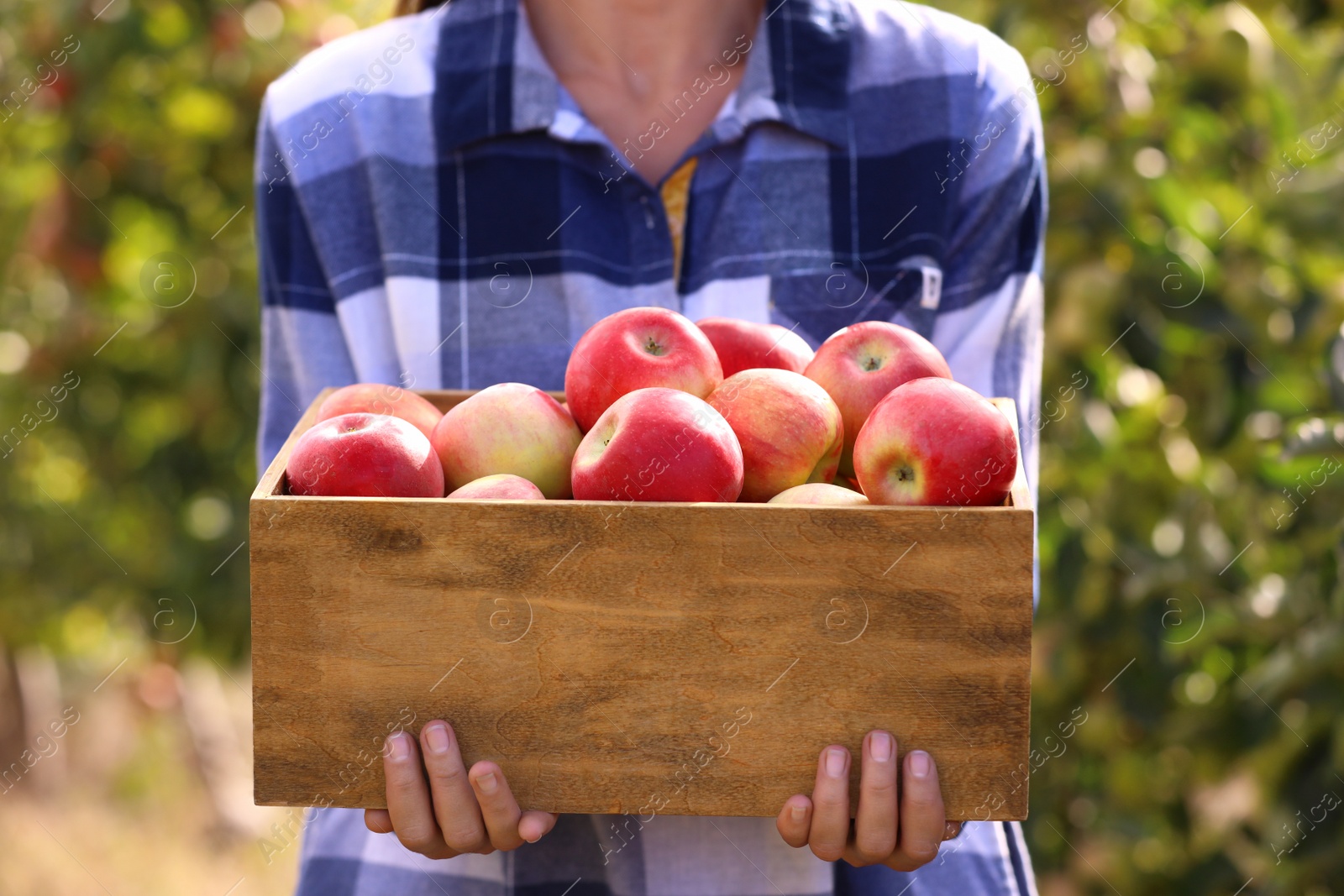 Photo of Young woman holding wooden crate with ripe apples outdoors, closeup