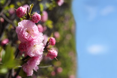 Closeup view of dwarf flowering almond with beautiful pink blossom outdoors on sunny spring day. Space for text