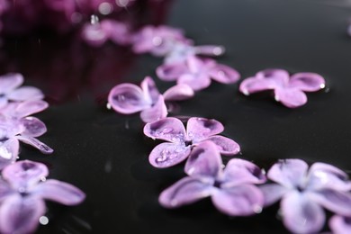 Photo of Beautiful lilac flowers in water on black surface, closeup
