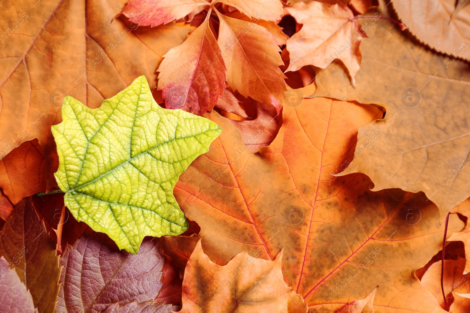 Photo of Many autumn leaves as background, top view