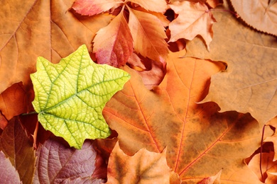 Many autumn leaves as background, top view