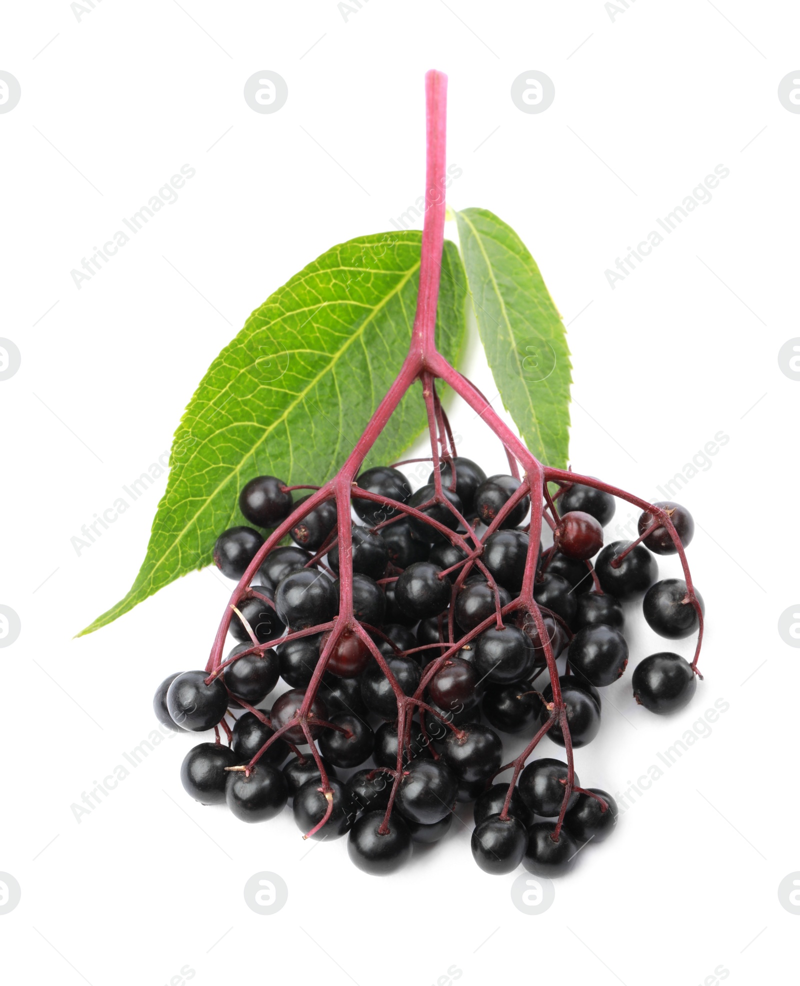 Photo of Delicious ripe black elderberries with green leaves isolated on white