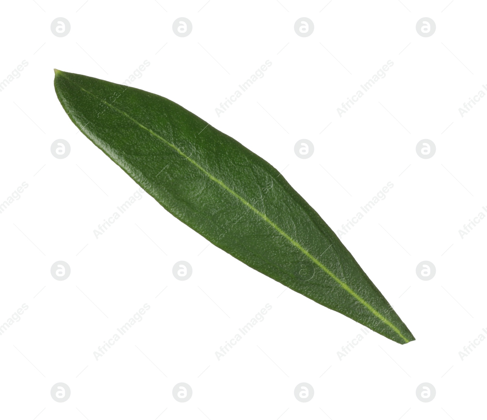 Photo of Fresh green olive leaf isolated on white