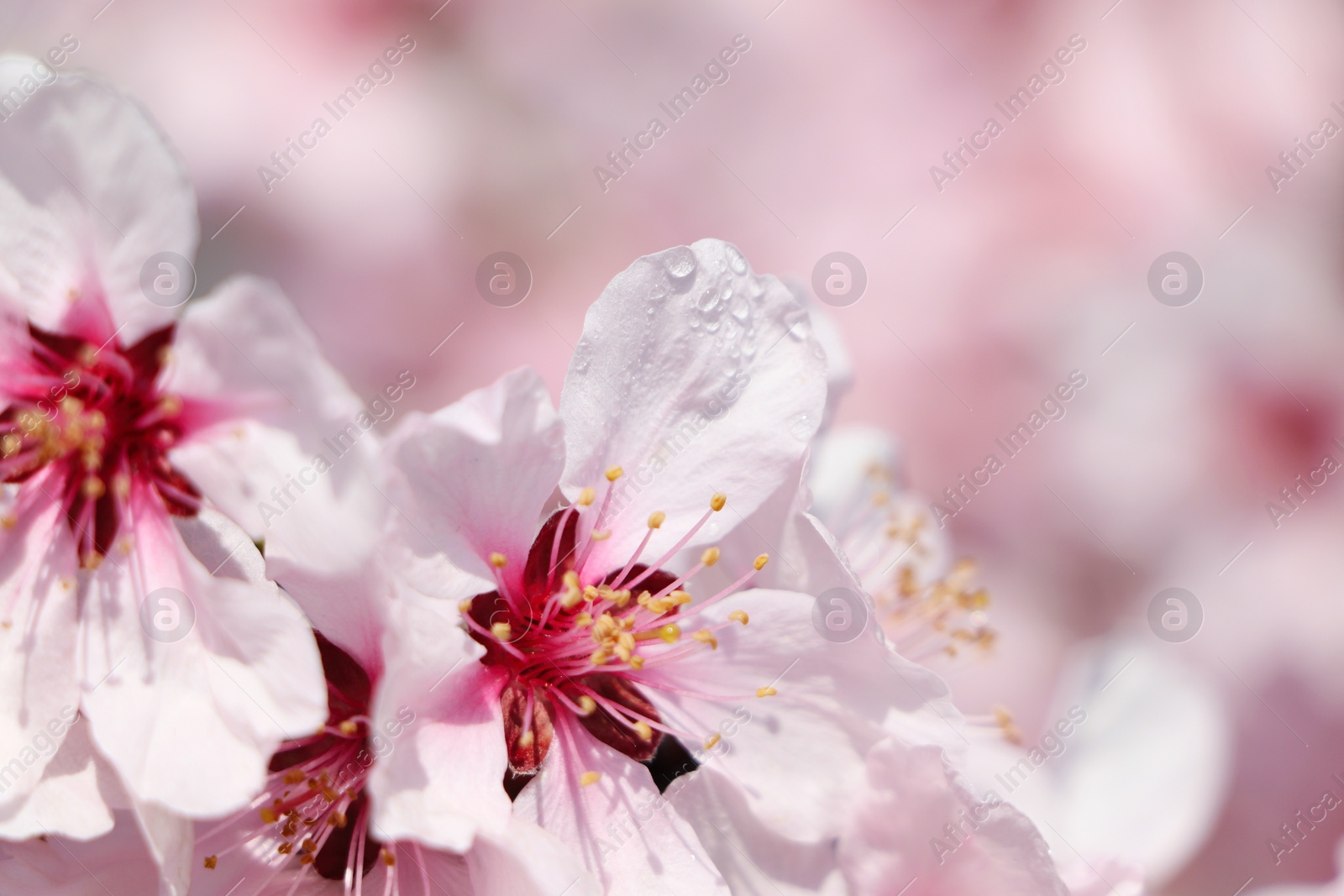 Photo of Beautiful cherry tree blossoms with dew drops outdoors on spring day, closeup