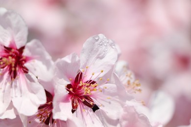 Beautiful cherry tree blossoms with dew drops outdoors on spring day, closeup