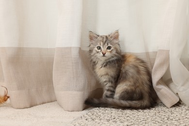 Photo of Cute fluffy kitten at home. Baby animal