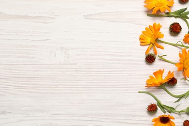 Beautiful fresh calendula flowers on white wooden table, flat lay. Space for text