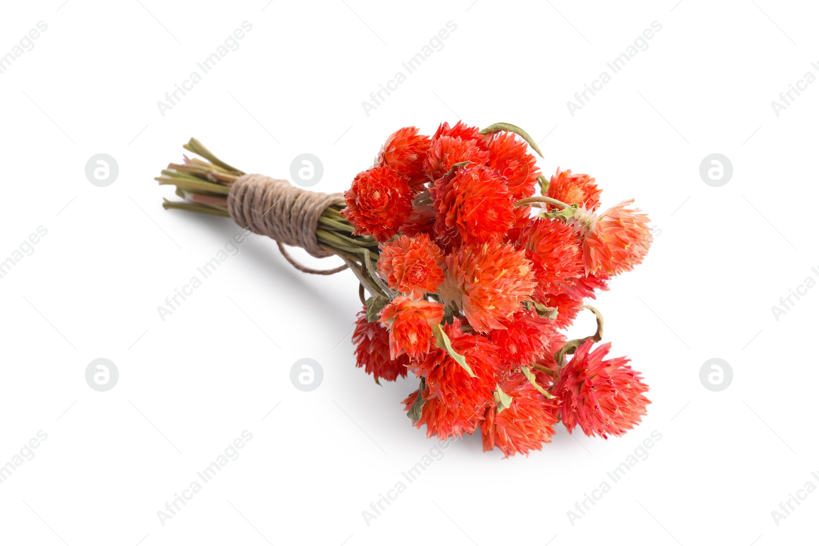 Photo of Bunch of dry gomphrena flowers isolated on white