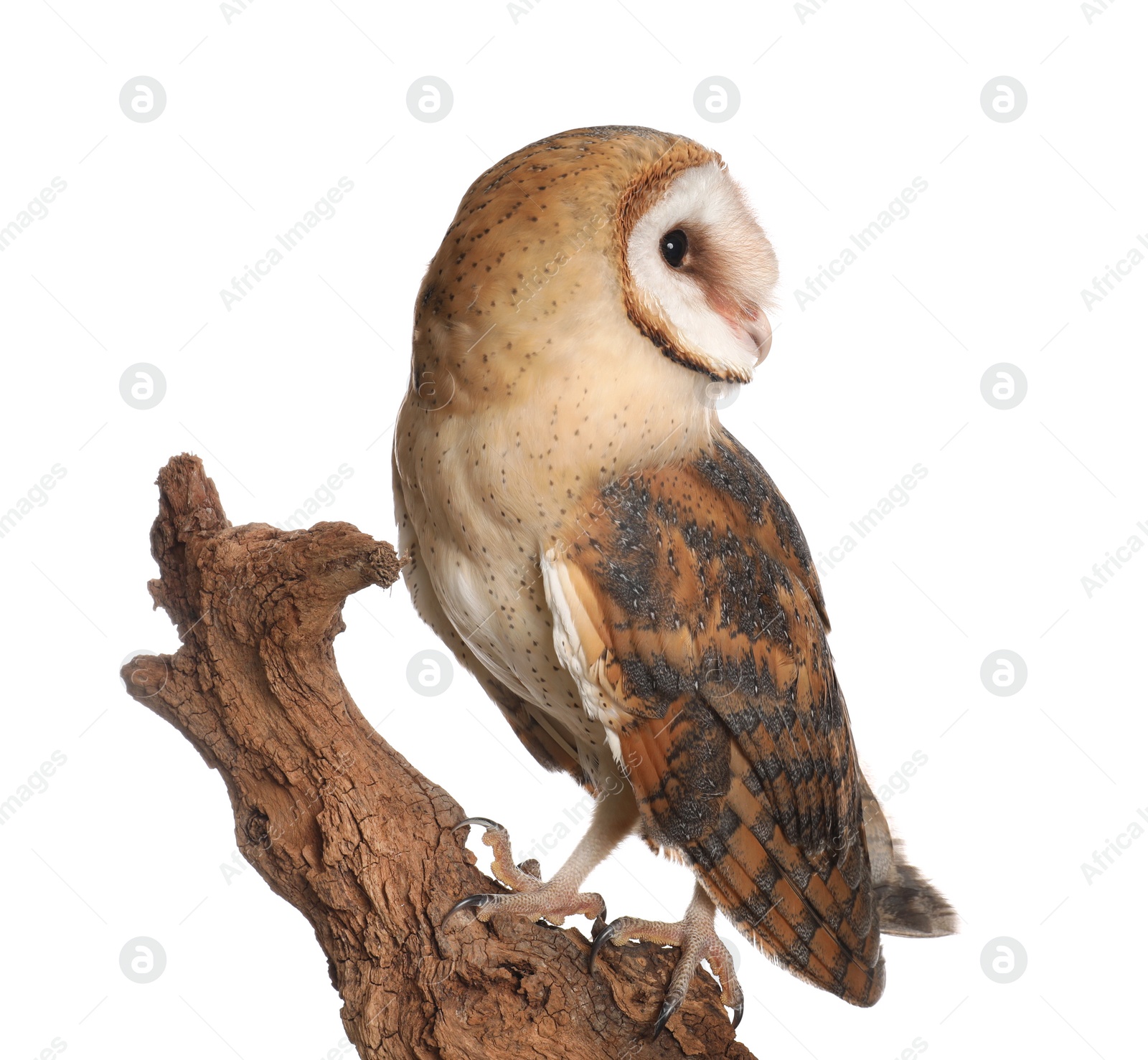 Photo of Beautiful common barn owl on twig against white background