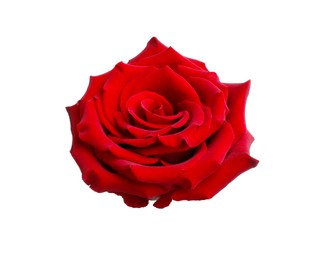 Beautiful fresh red rose isolated on white