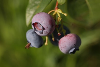 Wild blueberries growing outdoors, closeup. Seasonal berries