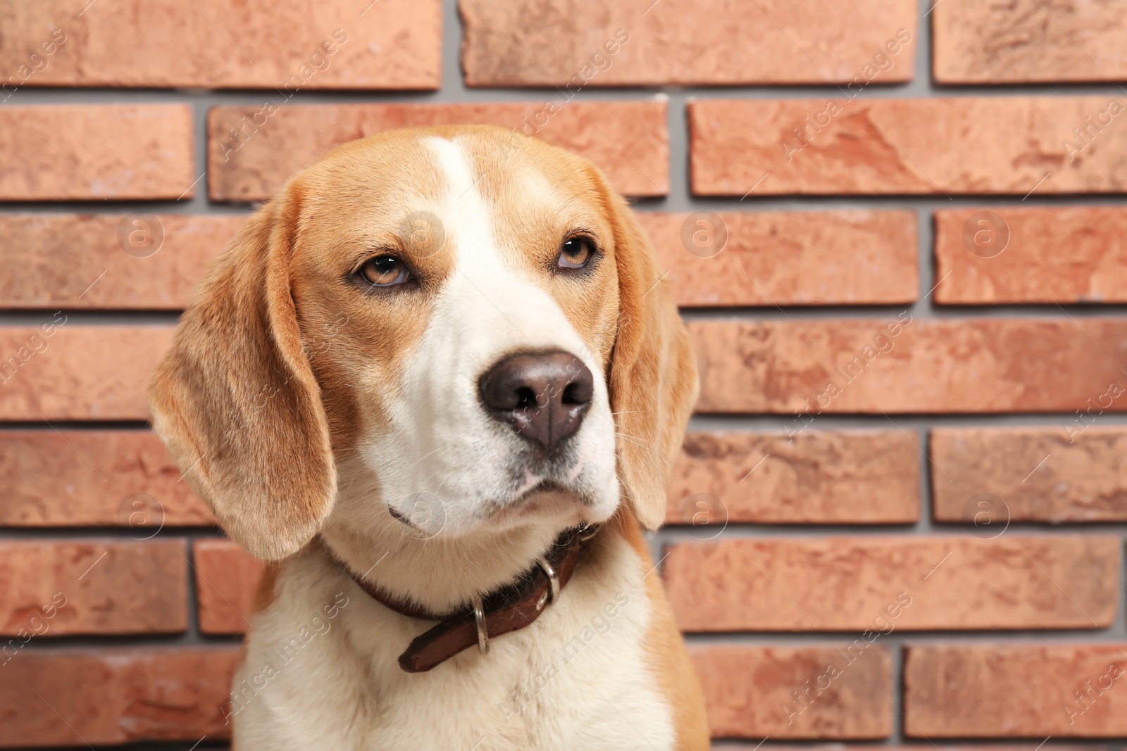 Photo of Cute Beagle dog on brick wall background