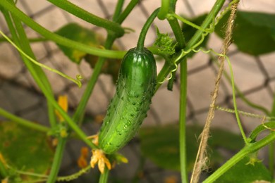 Photo of Cucumber ripening on bush near fence outdoors, closeup