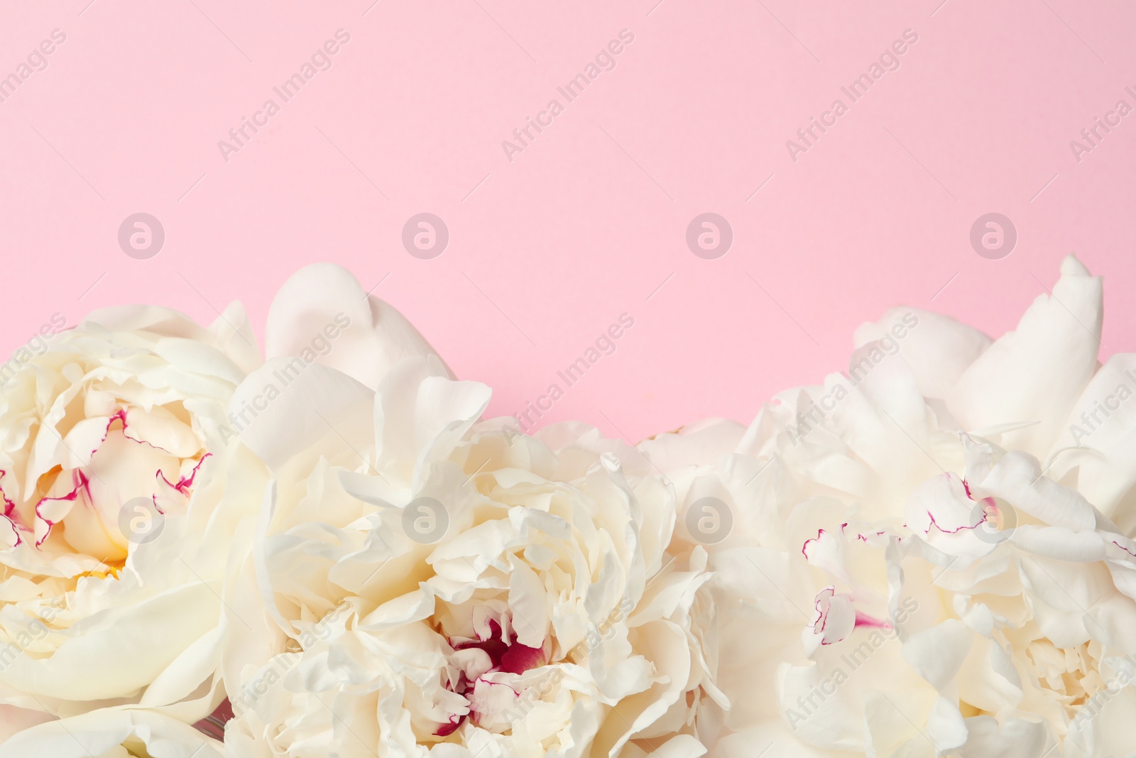 Photo of Beautiful peonies on color background, flat lay with space for text