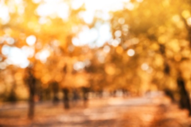 Blurred view of trees with bright leaves in park. Autumn landscape