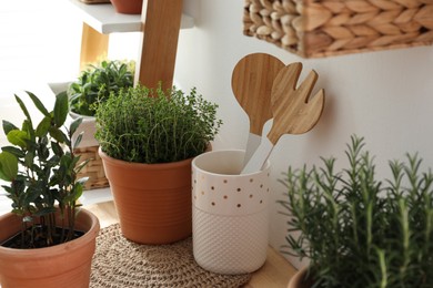 Different aromatic potted herbs on wooden table indoors