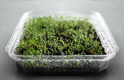 Photo of Young arugula sprouts in container on light table, closeup