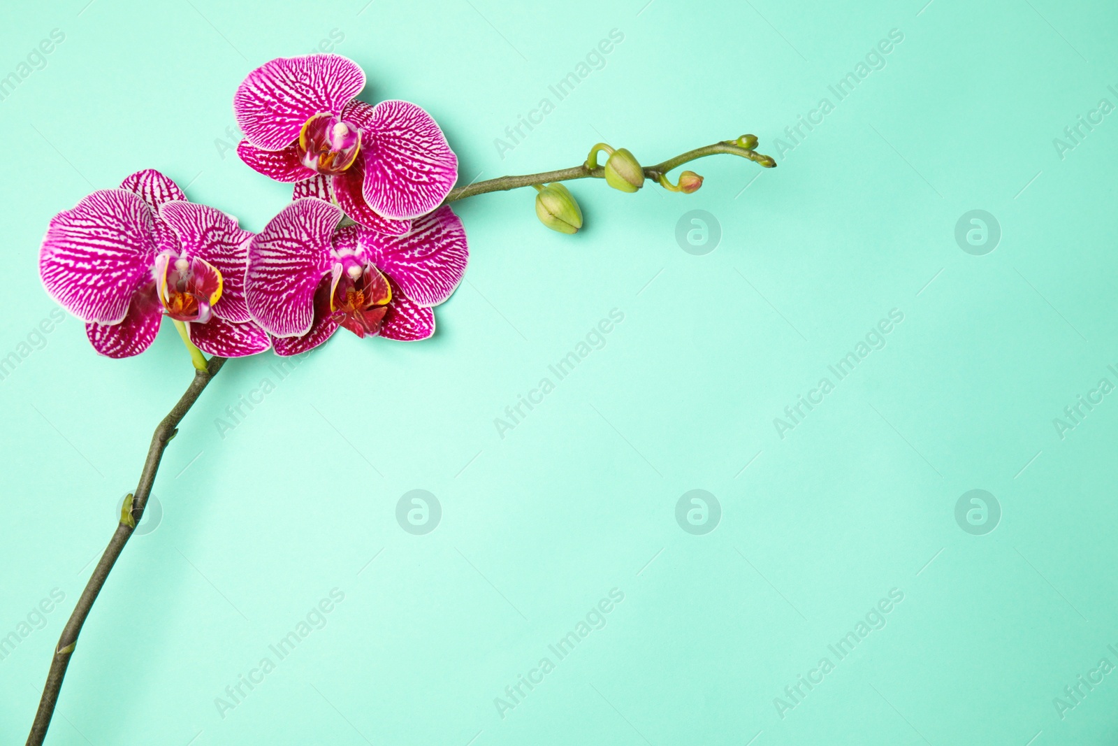 Photo of Branch with beautiful tropical orchid flowers on color background, top view. Space for text