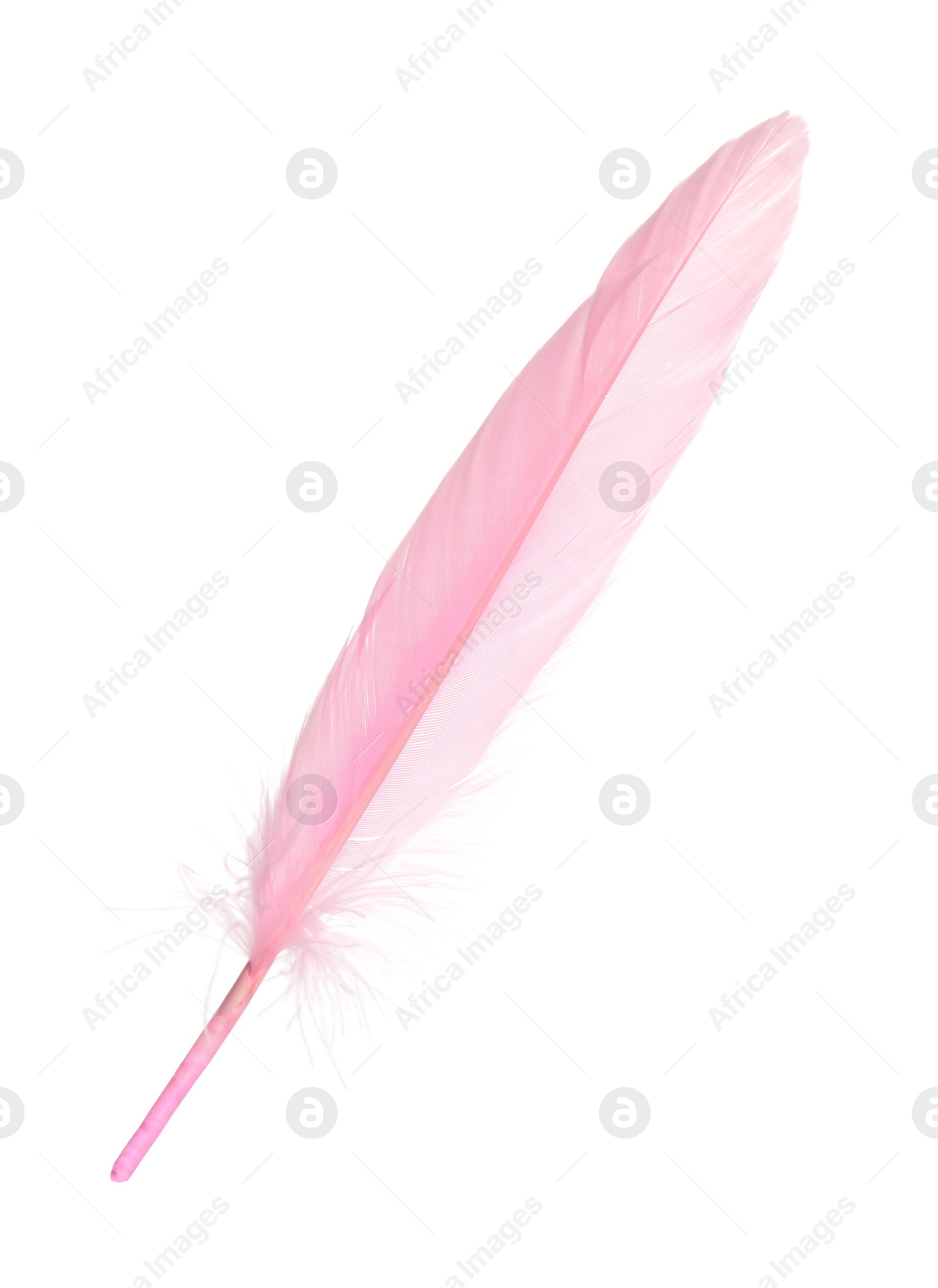Photo of Beautiful delicate pink feather isolated on white