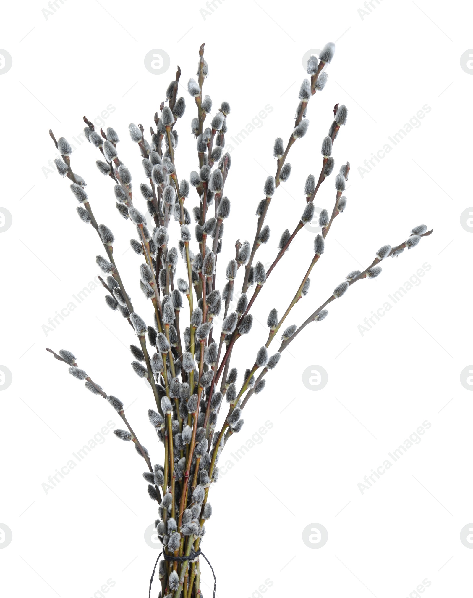 Photo of Beautiful blooming pussy willow branches on white background