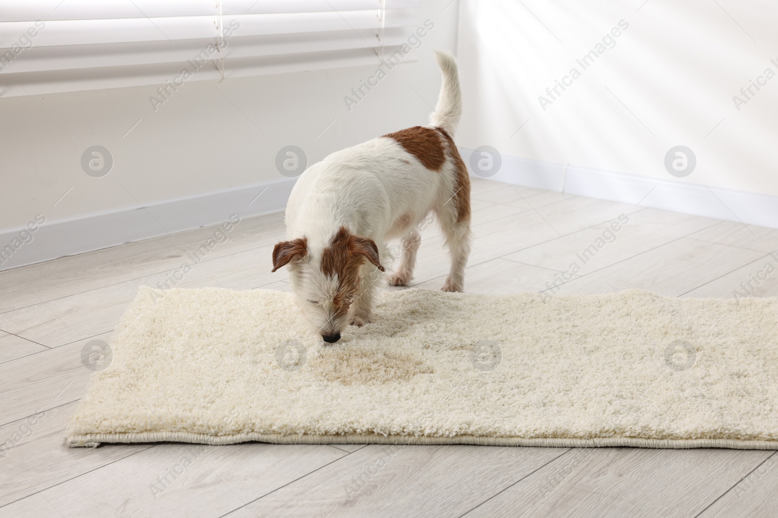 Photo of Cute dog near wet spot on rug indoors